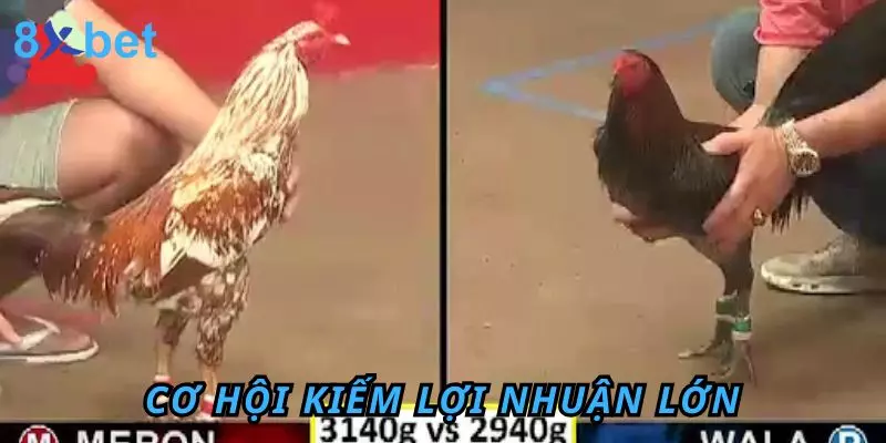 Cơ hội kiếm lợi nhuận lớn