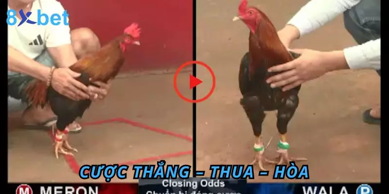 Cược Thắng – Thua – Hòa