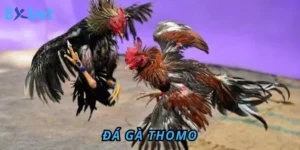 Đá gà Thomo